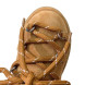 Женские сапоги Miu-Miu LoonarBoot Chestnut